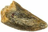 Serrated, Raptor Tooth - Real Dinosaur Tooth #234898-1
